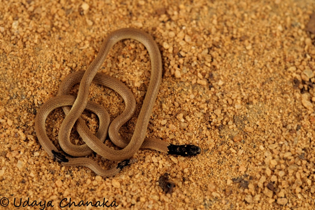 Calliophis melanurus Shaw, 1802